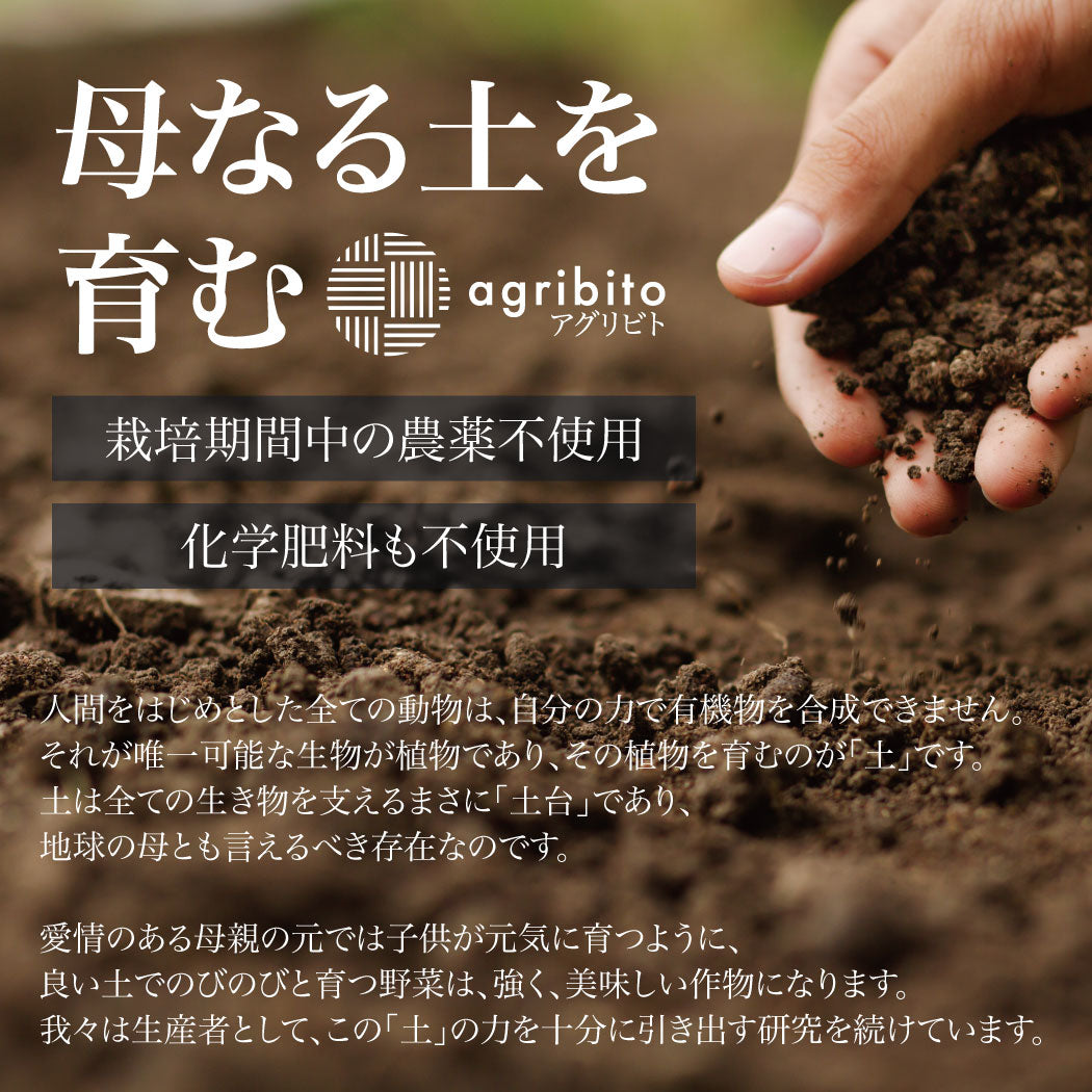 とれたて生姜1kg【発送は12月ごろを予定】