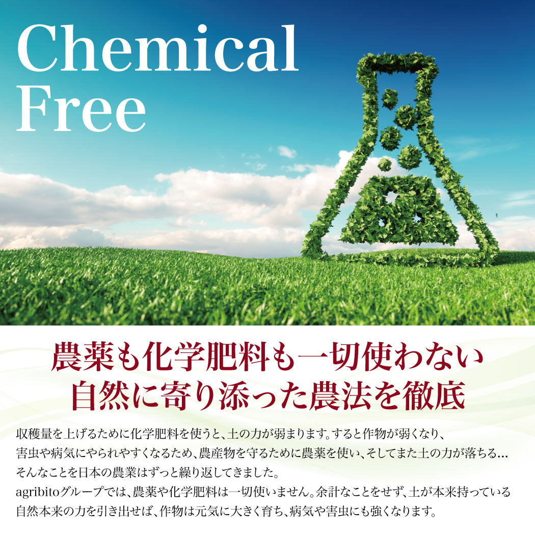 とれたて生姜1kg【発送は12月ごろを予定】