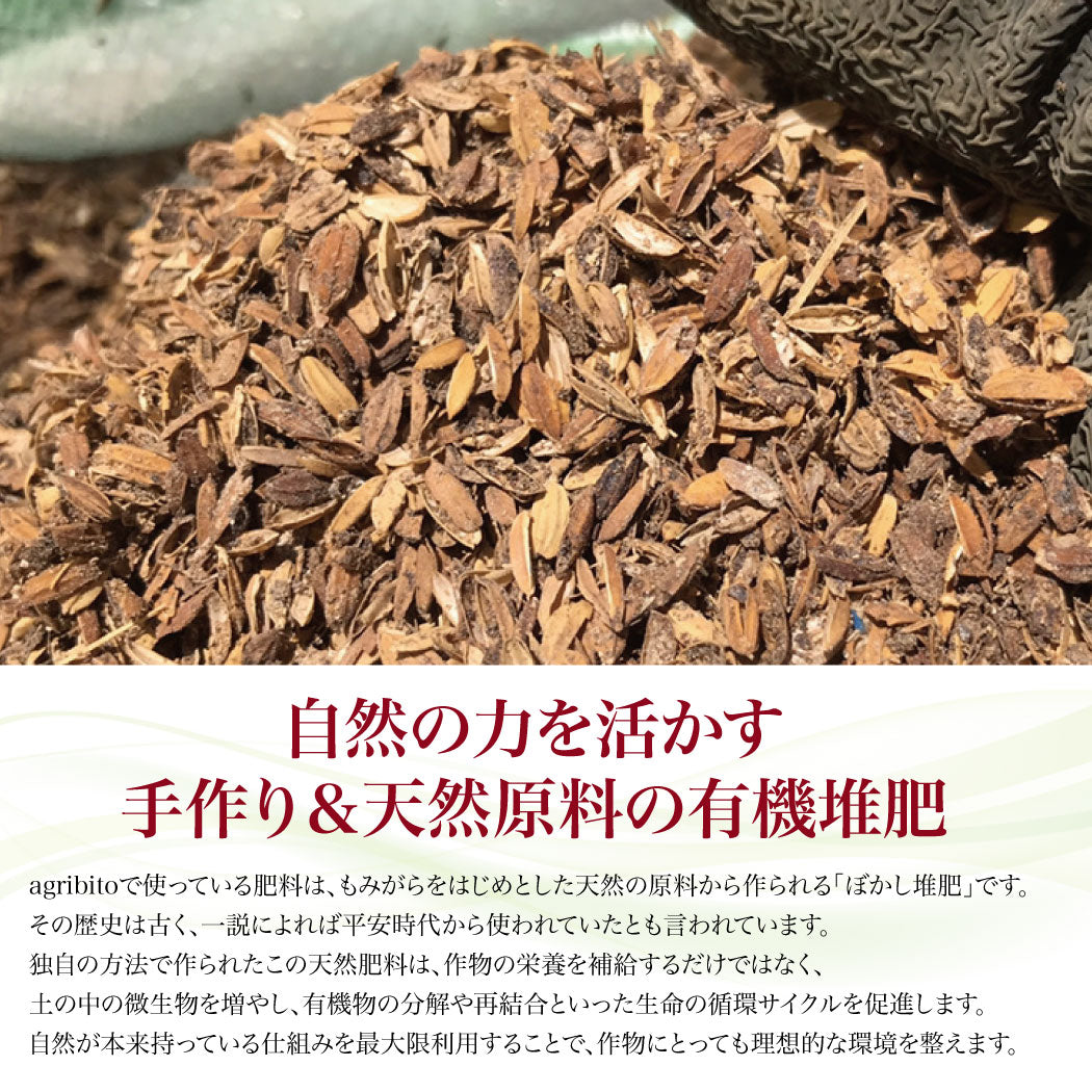 とれたて生姜1kg【発送は12月ごろを予定】