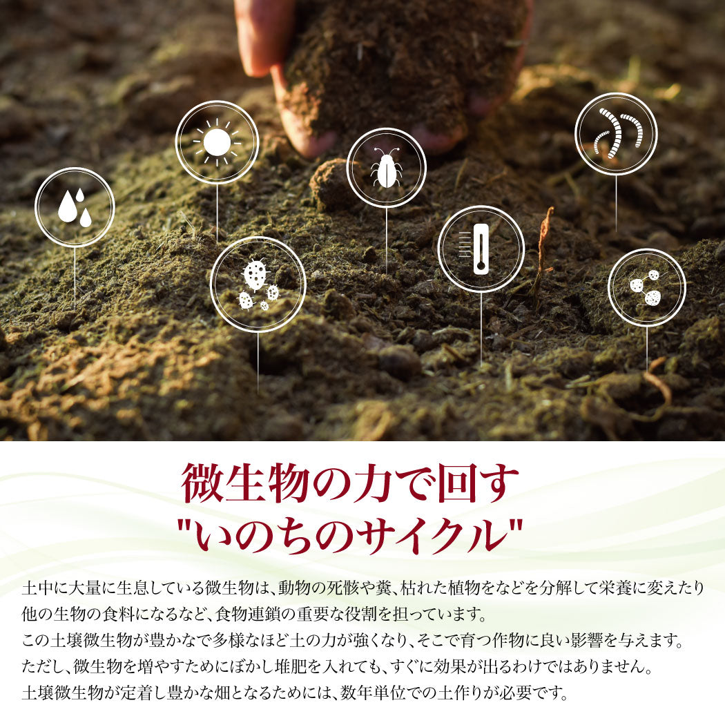 とれたて生姜1kg【発送は12月ごろを予定】
