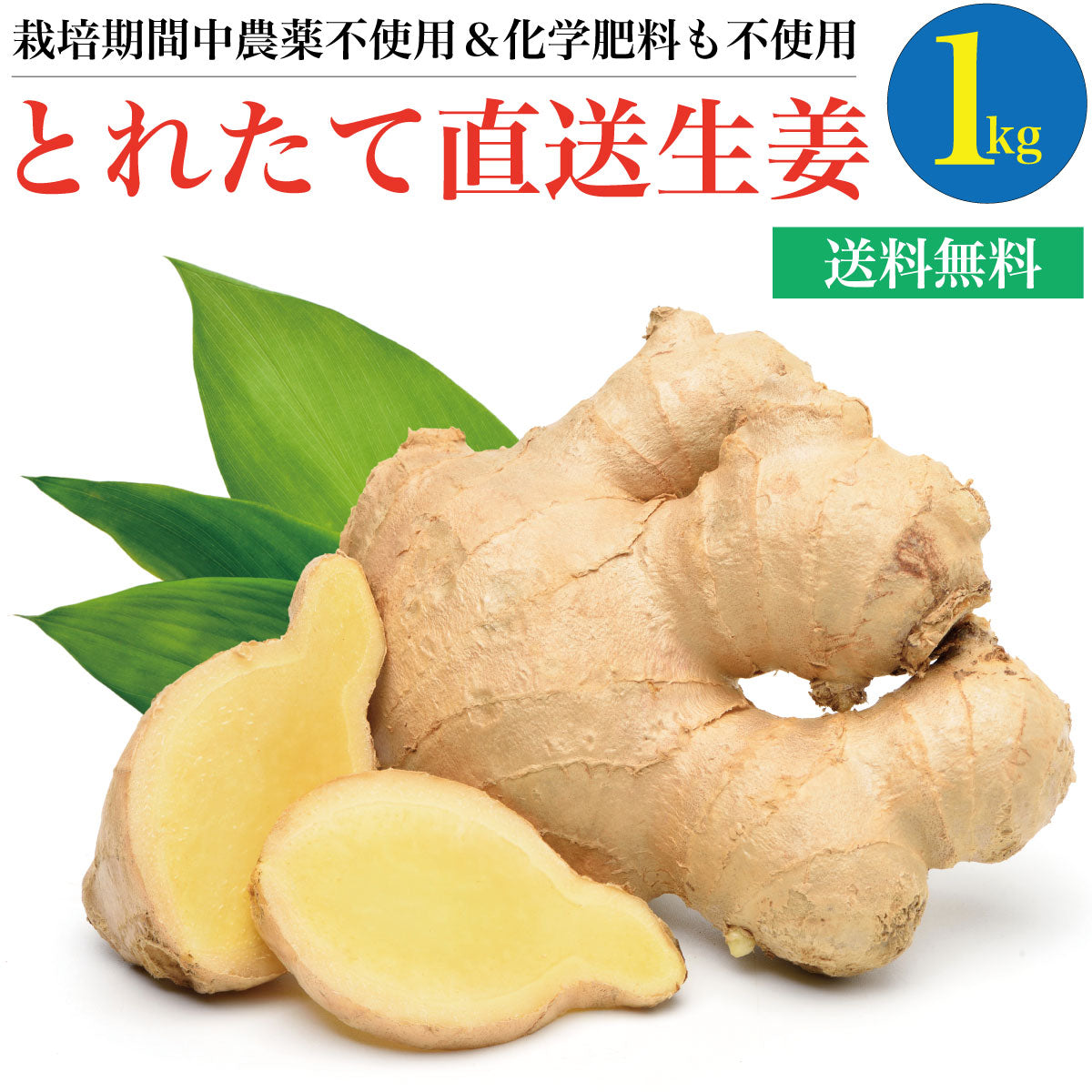 とれたて生姜1kg【発送は12月ごろを予定】 – 無農薬野菜の店 agribito