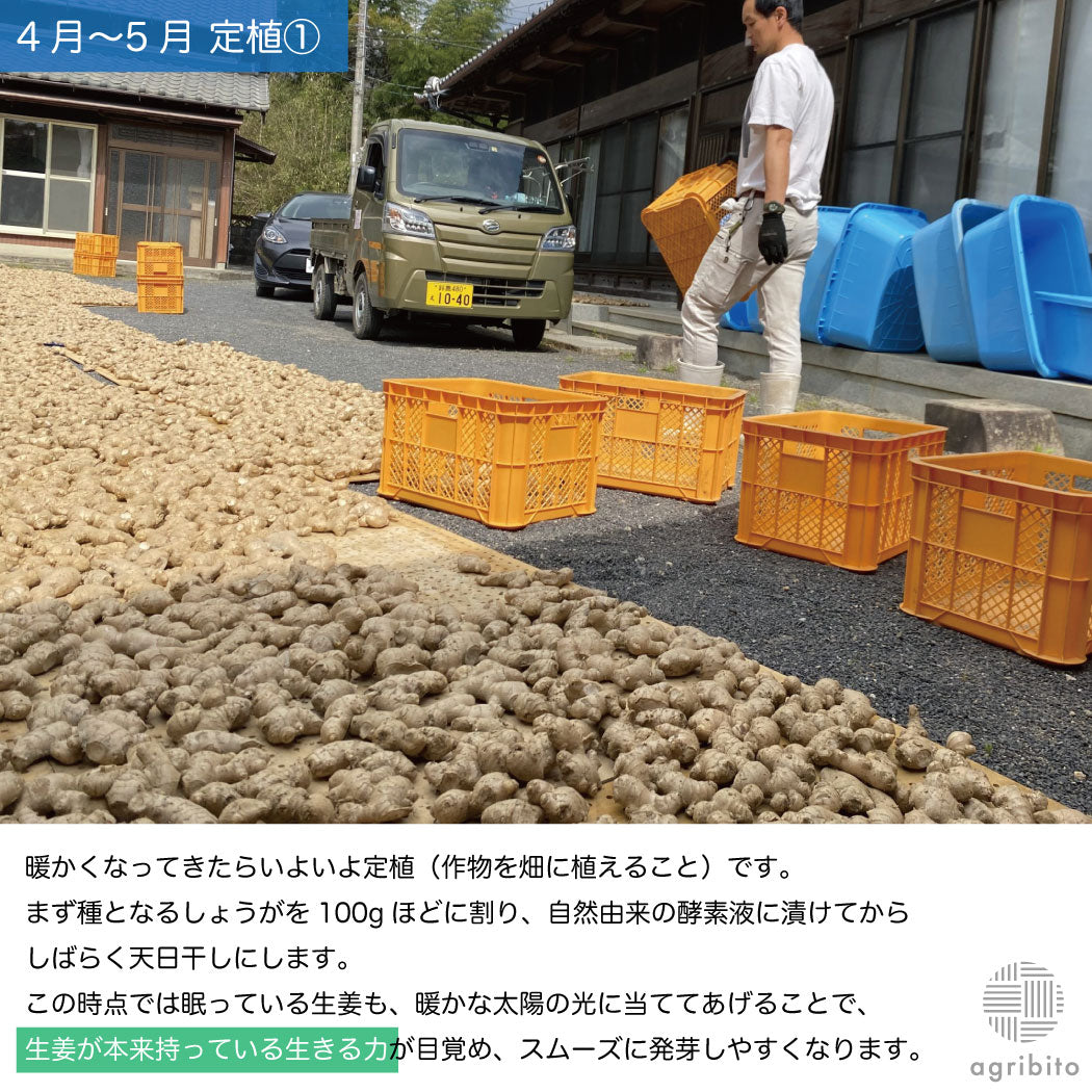 とれたて生姜1kg【発送は12月ごろを予定】