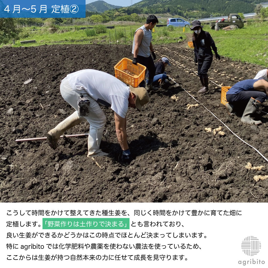 とれたて生姜1kg【発送は12月ごろを予定】