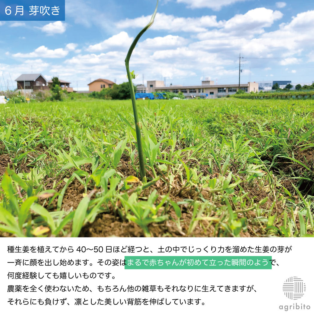 とれたて生姜1kg【発送は12月ごろを予定】