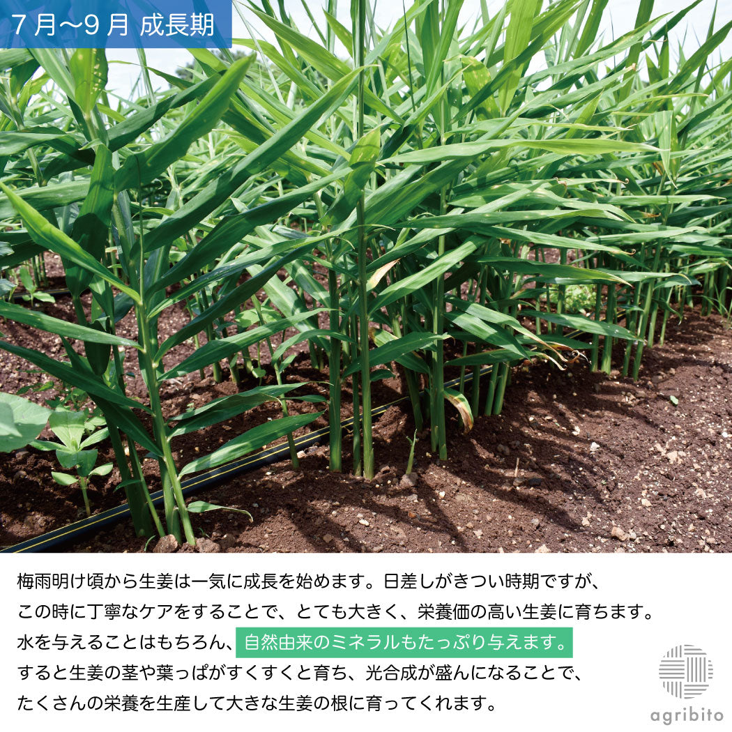とれたて生姜1kg【発送は12月ごろを予定】
