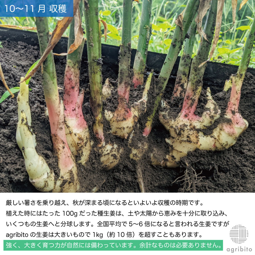 とれたて生姜1kg【発送は12月ごろを予定】