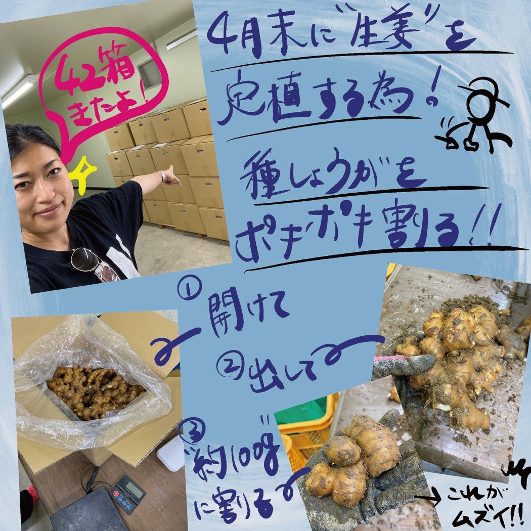 とれたて生姜1kg【発送は12月ごろを予定】