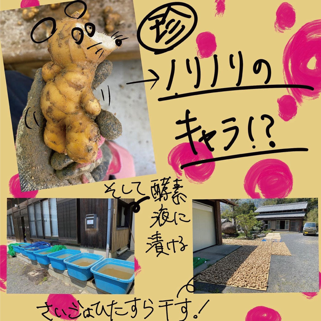 とれたて生姜1kg【発送は12月ごろを予定】