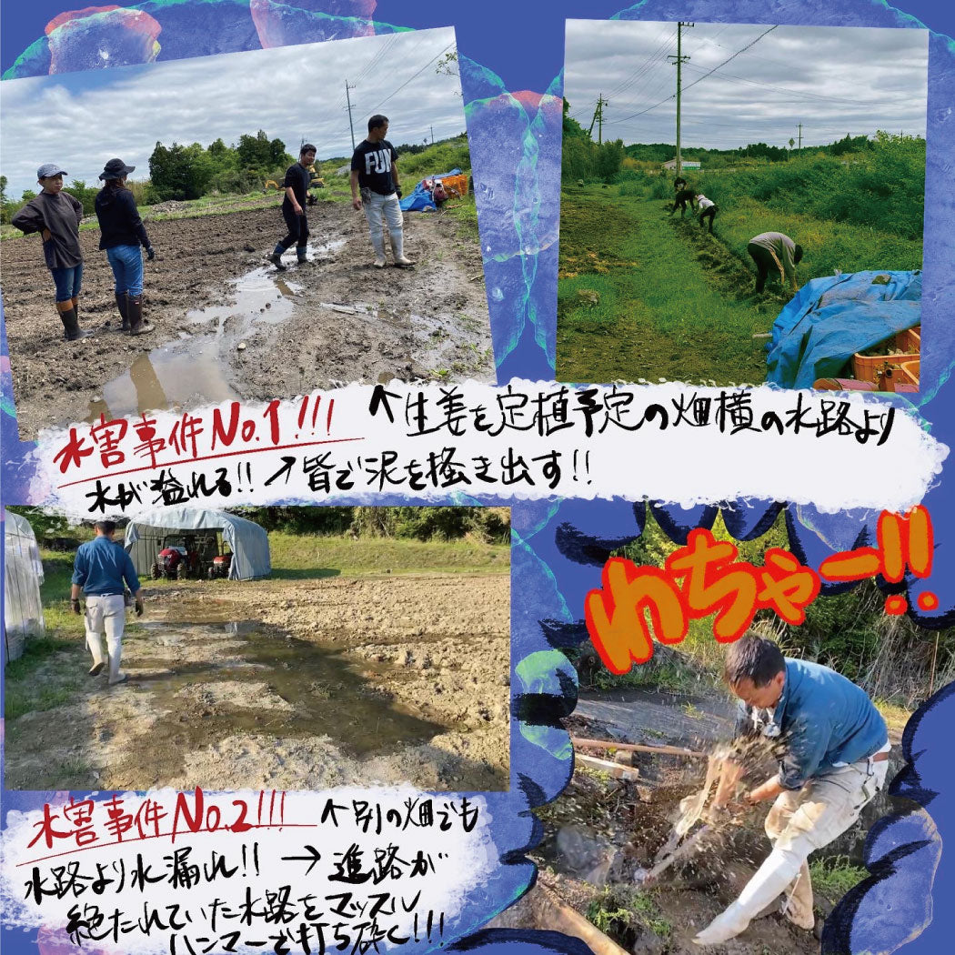 とれたて生姜1kg【発送は12月ごろを予定】