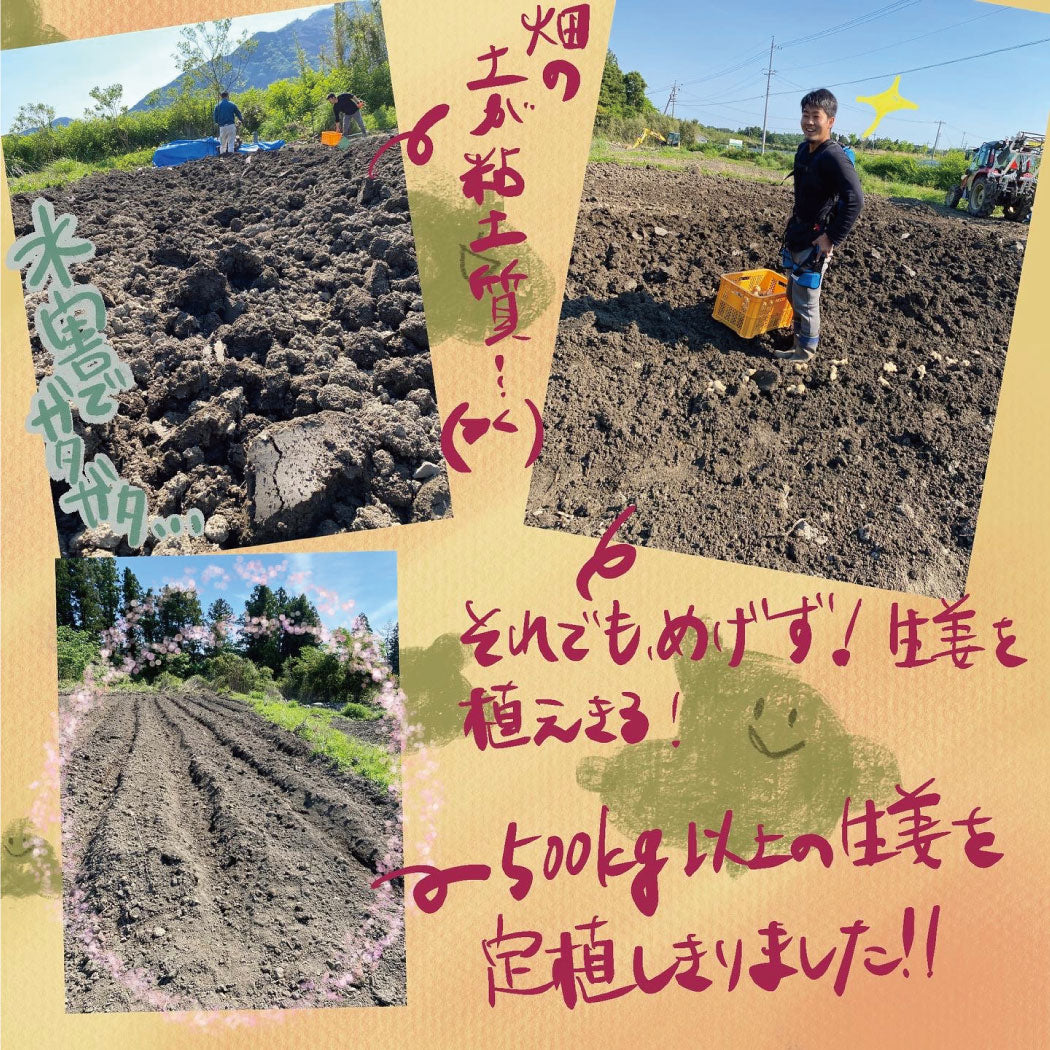 とれたて生姜1kg【発送は12月ごろを予定】